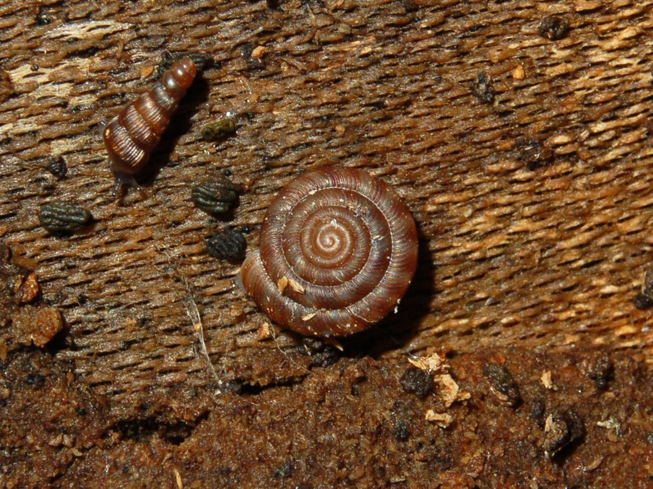 Clausilia bidentata crenulata sotto una corteccia